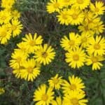 Chrysopsis-mariana-inat.jpg