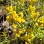 Chrysothamnus-viscidiflorus_Flowers2.jpeg