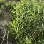 Chrysothamnus-viscidiflorus_Leaves-1.jpg