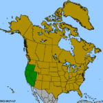 Cirsium-occidentale-1.png