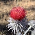 Cirsium-occidentale-inat.jpg