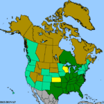 Coreopsis-lanceolata-1.png