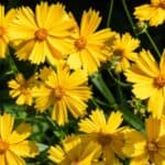 Coreopsis-lanceolata.jpg