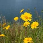 Coreopsis-lanceolata-2.jpg