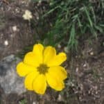 Coreopsis-palmata-inat.jpg