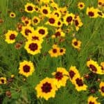 Coreopsis-tinctoria-inat.jpeg