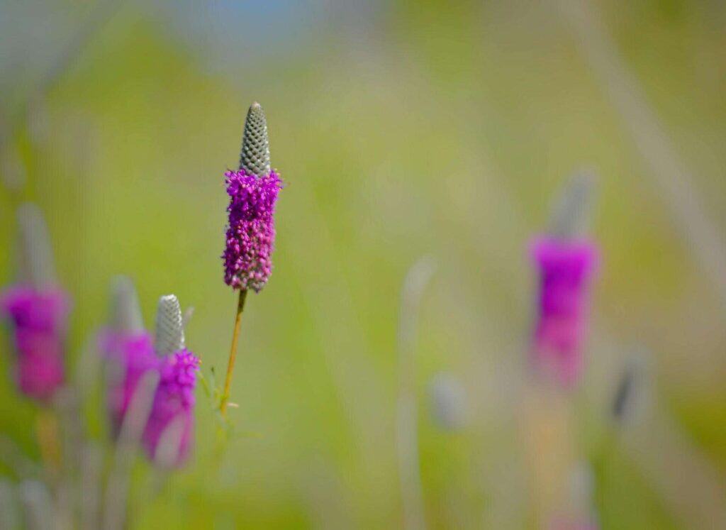 Dalea-purpurea-2.jpg