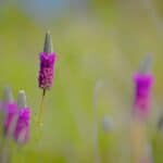 Dalea-purpurea-2.jpg