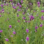 Dalea_purpurea-3-scaled-1.jpg