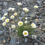 Erigeron-compositus-inat.jpg