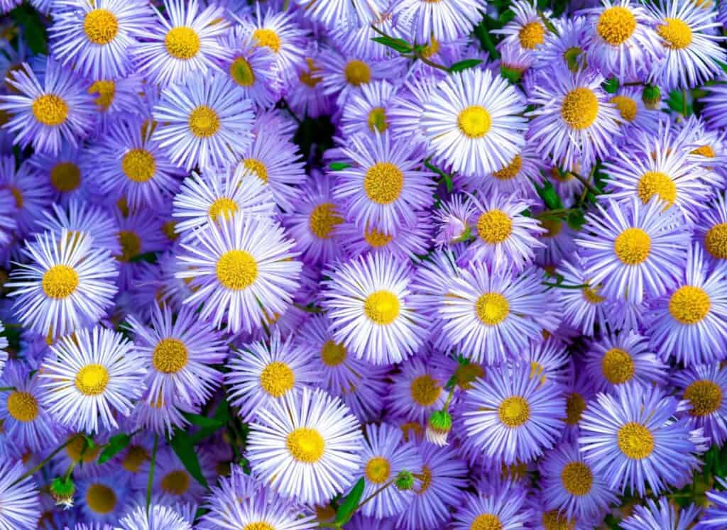 Erigeron-speciosus.jpg