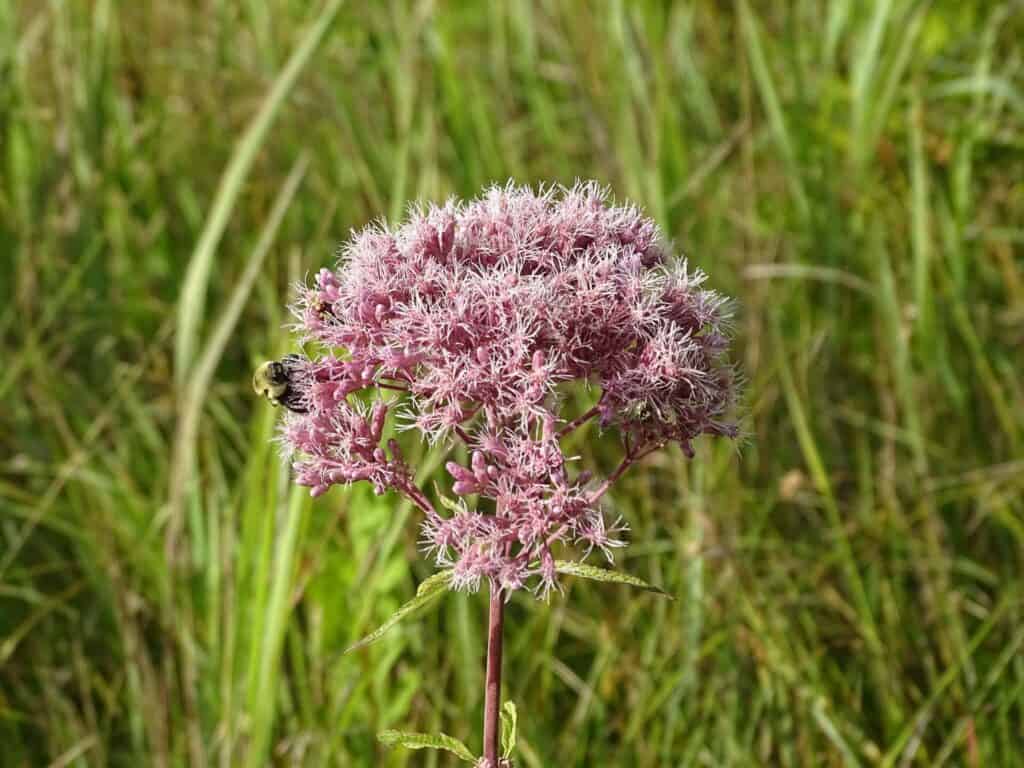 Eupatorium-maculatum-inat.jpeg