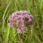 Eupatorium-maculatum-inat.jpeg