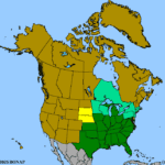 Eupatorium-serotinum-1.png