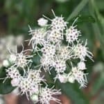 Eupatorium-serotinum-inat.jpg