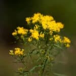 Euthamia-graminifolia.jpg