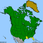 Fragaria-virginiana-1.png