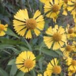 Helenium-autumnale-inat.jpg