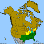 Helianthus-angustifolius-1.png
