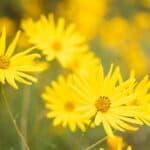 Helianthus-angustifolius.jpg