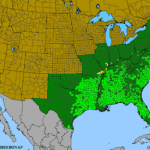 Helianthus-angustifolius.png