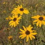 Helianthus-angustifolius-inat.jpg