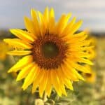 Helianthus-annuus.jpg