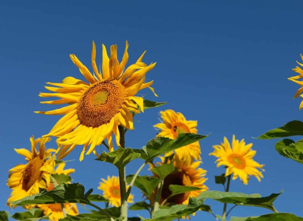 Helianthus-annuus-2.jpg