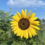 Helianthus-annuus-inat.jpg