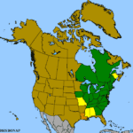 Helianthus-decapetalus-1.png