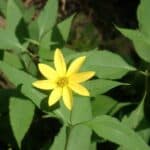 Helianthus-decapetalus-inat.jpeg