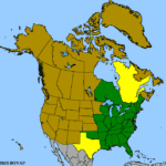 Helianthus-divaricatus-1.png
