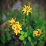 Helianthus-divaricatus-flickr.jpg