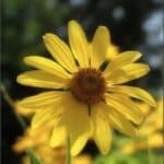 Helianthus-nuttallii-flickr.jpg