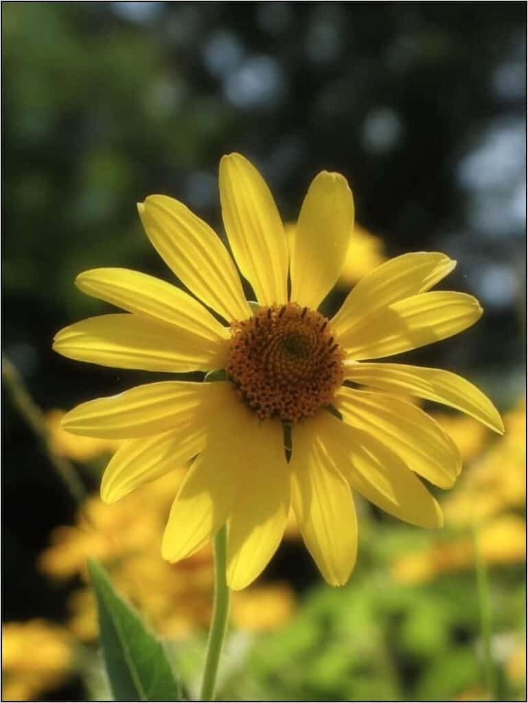 Helianthus-nuttallii-flickr.jpg