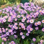 Machaeranthera-tanacetifolia.jpg