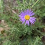 Machaeranthera-tanacetifolia-inat.jpeg