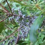 Morella-cerifera_berries.jpeg