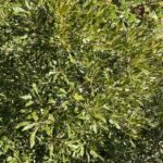 Morella-cerifera_zoomed-out.jpg