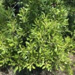Morella-cerifera_zoomed-out-2.jpg