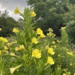 Oenothera-biennis-inat.jpg