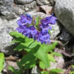 Penstemon serrulatus inat