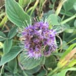 Phacelia-californica-inat.jpg