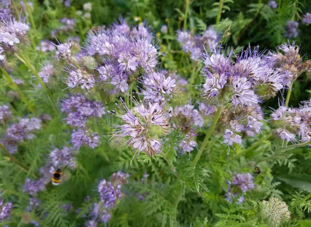 Phacelia-tanacetifolia-2.jpg