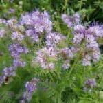 Phacelia-tanacetifolia-2.jpg