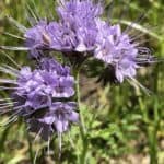 Phacelia-tanacetifolia-inat.jpg