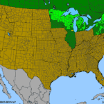 Picea mariana USA - County