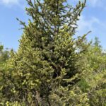 Picea mariana zoomed out