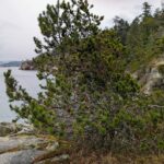 Pinus contorta_ZoomedOut
