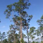 Pinus elliottii